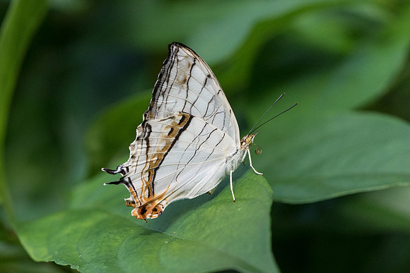 Cyrestis thyodamas