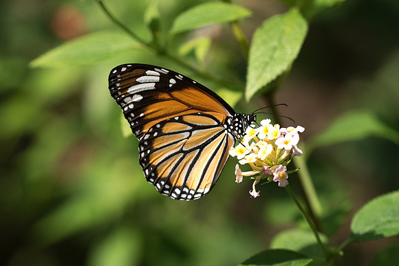 Danaus genutia