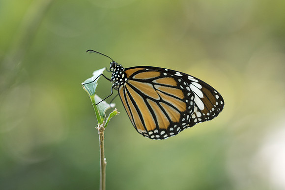 Danaus genutia