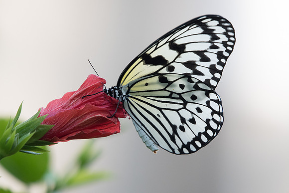 Idea leuconoe (Okinawa)