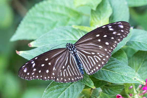 Euploea mulciber ♀