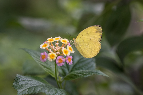 Eurema blanda 27/11/18