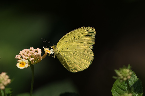 Eurema blanda