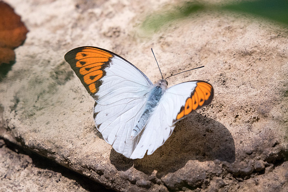 Hebomola glocippe