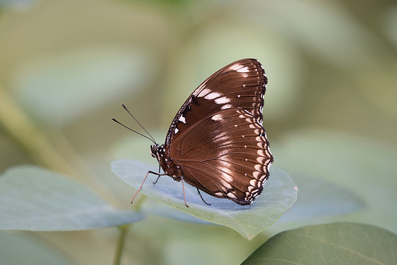 Hypolimnas bolina