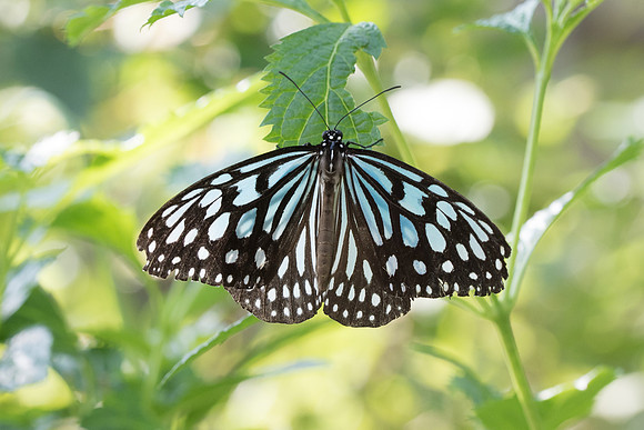 Ideopsis similis