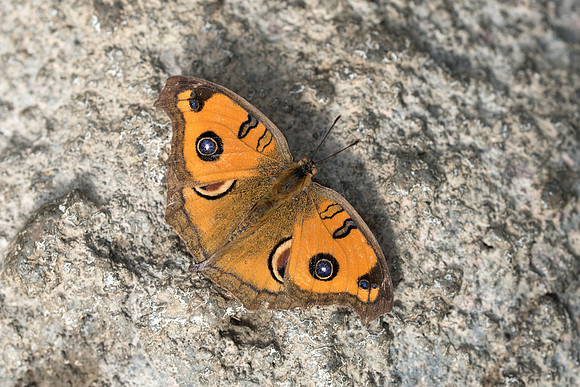 Junonia almana