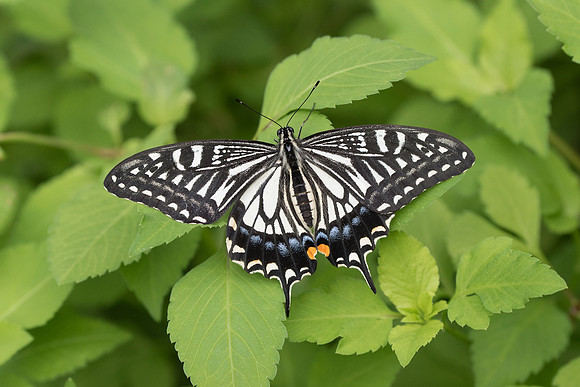 Papilio xuthus 27/11/18