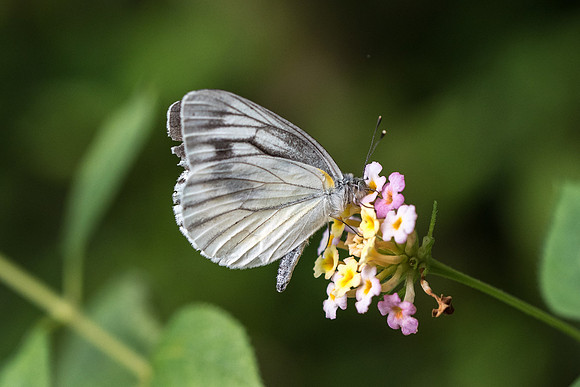 Pieris melete
