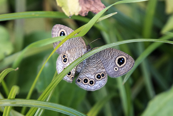 Ypthima argus