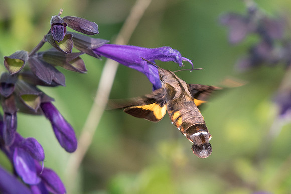Macroglossum saga ?     Naoshima 25/11/18