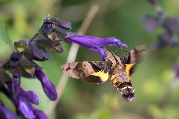 Macroglossum saga ?     Naoshima 25/11/18 18