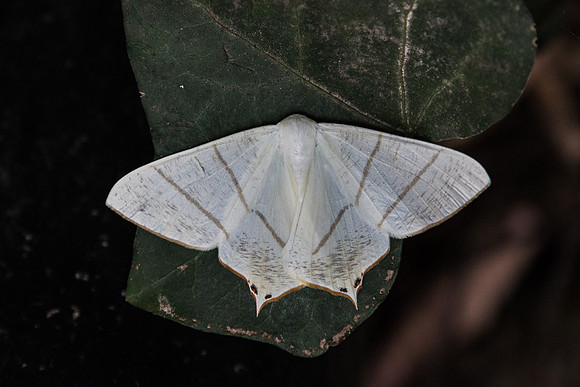 Ourapteryx nivea                      Naoshima 25/11/18