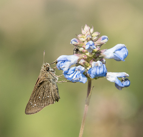 Pelopidas mathias