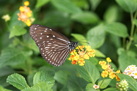 Euploea Mulciber ♀