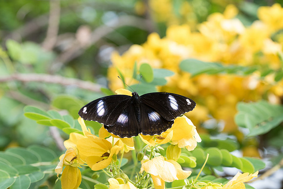 Hypolimnas bolina