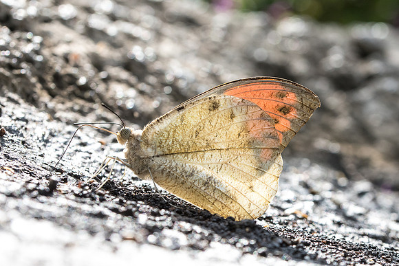 Hebomola glocippe