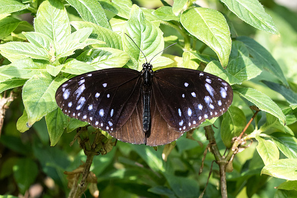 Euploea mulciber ♂
