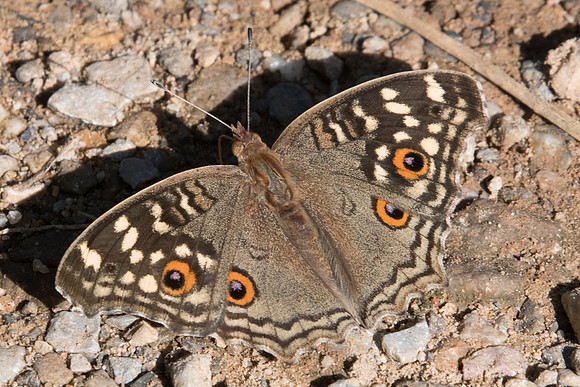 Junonia lemonias-0260 - Chiang Dao - 16/11/23