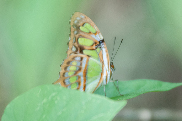 Siproeta stelenes