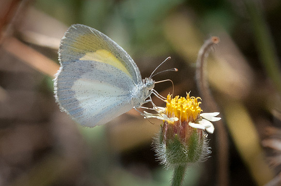 Eurema daira
