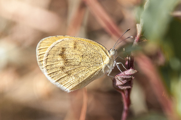 Eurema daira