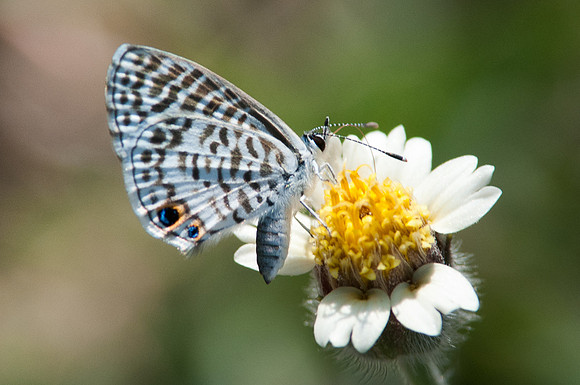 Leptotes cassius - 29/03/16
