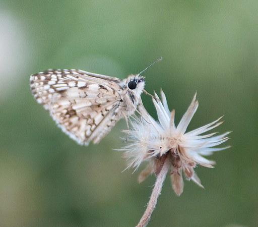 Pyrgus oileus