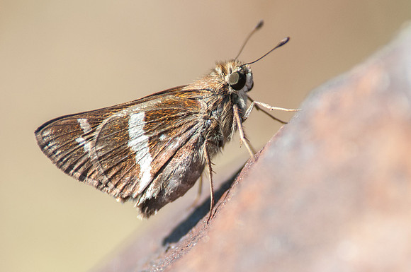 Atalopedes mesogramma