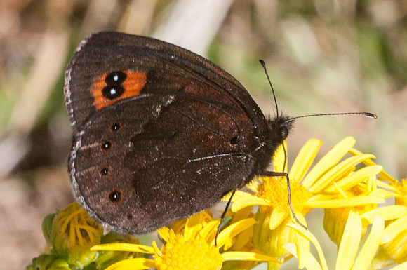 Erebia meolans-3033