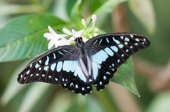 Graphium doson