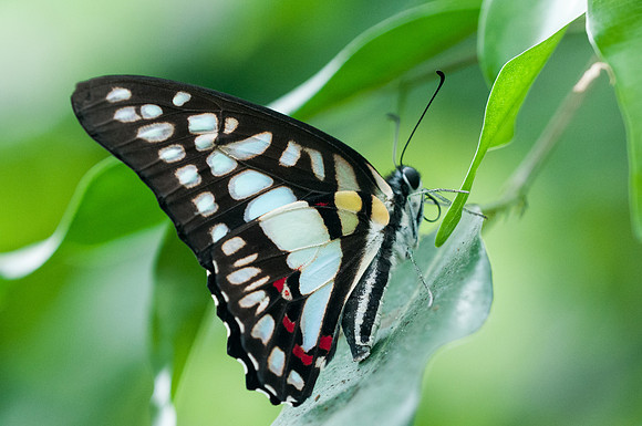 Graphium doson (Asie)
