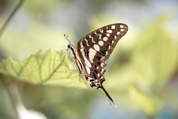 Graphium porthaon (Afrique de l'ouest)