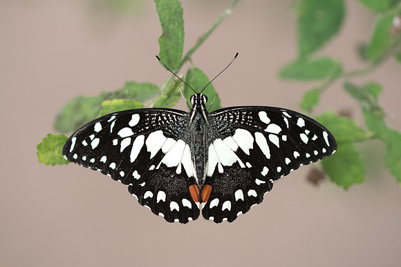 Papilio demoleus