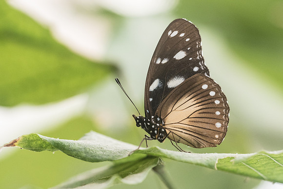 Papilio dardanus