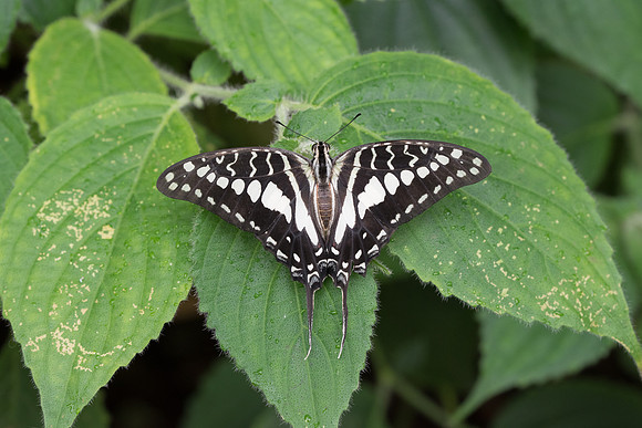Graphium porthaon
