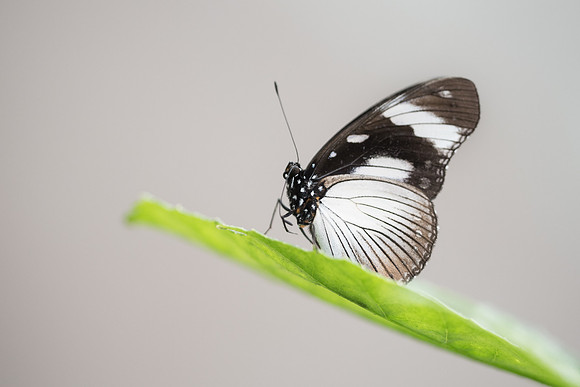 Papilio dardanus (Afrique)