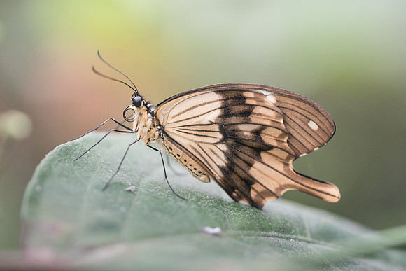 Papilio dardanus