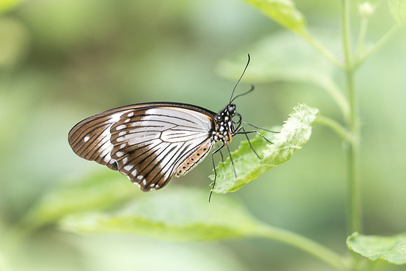 Papilio dardanus