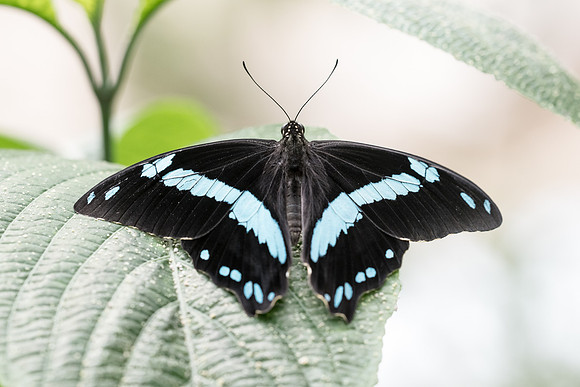 Papilio nireus (Afrique)