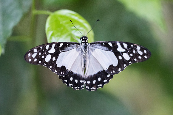 Graphium angolanus