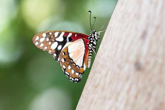 Graphium angolanus (Afrique)