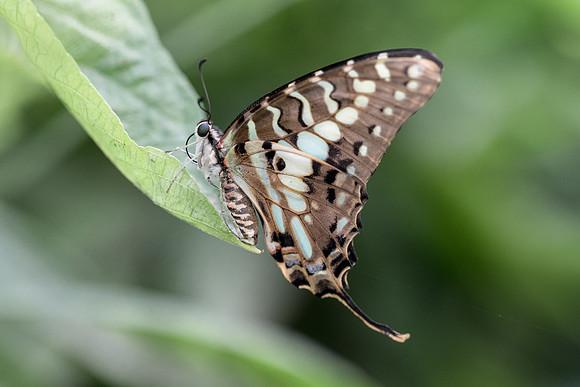 Graphium antheus (Afrique)
