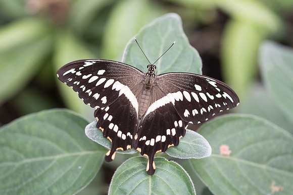 Papilio constantinus