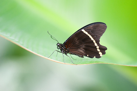 Papilio chrapkowskoides (Afrique)