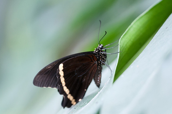 Papilio chrapkowskoides