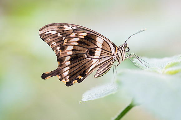 Papilio constantinus (Afrique)