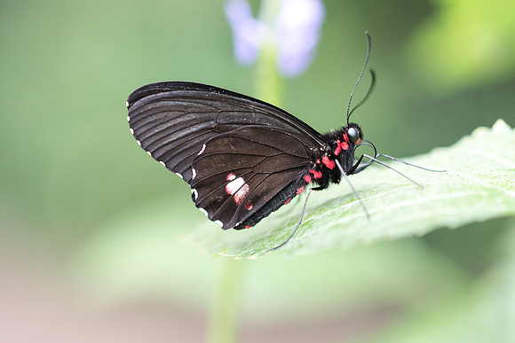 Parides sesostris