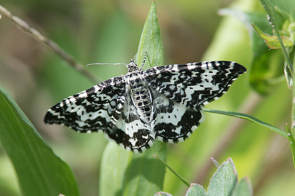 Rheumaptera hastata