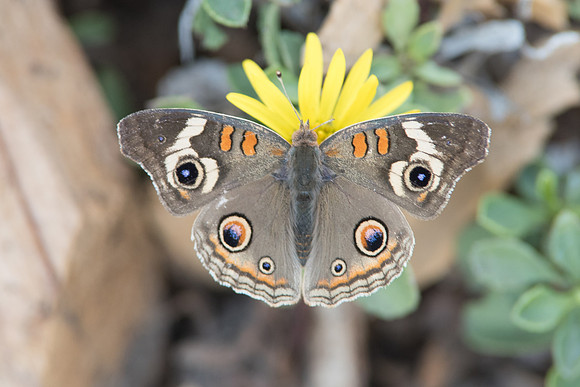 Junonia coenia 0343 - 3/11/17